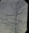 Pennsylvanian Horsetail (Asterophyllites) Fossil - France #31956-1